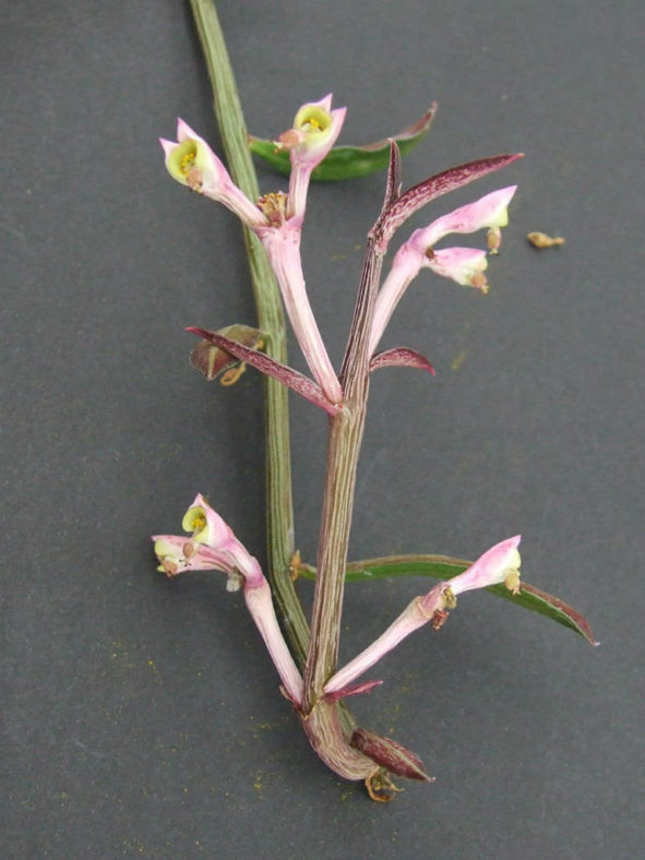 Euphorbia neorubella (Red Monadenium) aka Monadenium rubellum