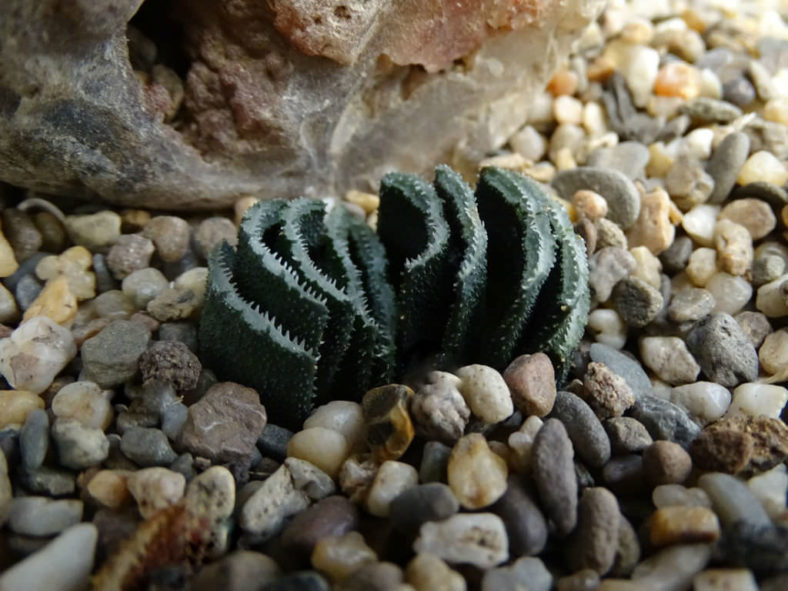 Haworthia truncata var. minor