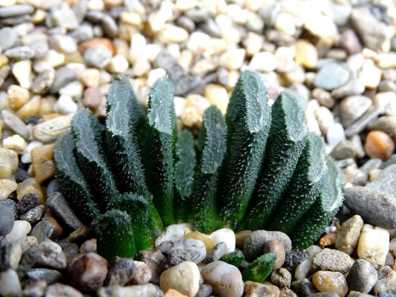 Haworthia truncata var. minor