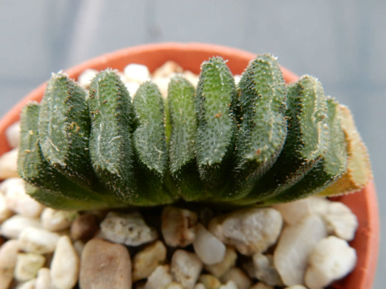 Haworthia truncata var. minor