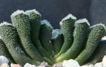 Haworthia truncata var. minor Haworthia truncata var. minor