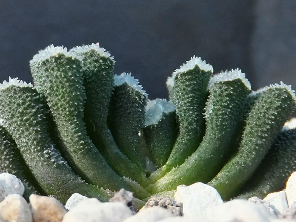 Haworthia truncata var. minor