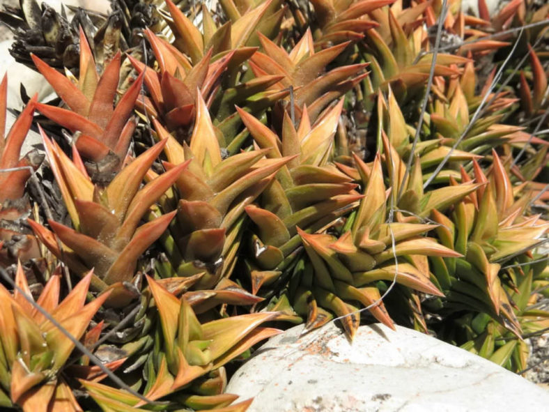 Haworthiopsis pungens aka Haworthia pungens