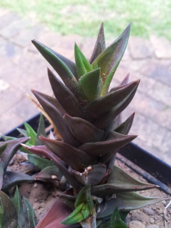 Haworthiopsis pungens aka Haworthia pungens