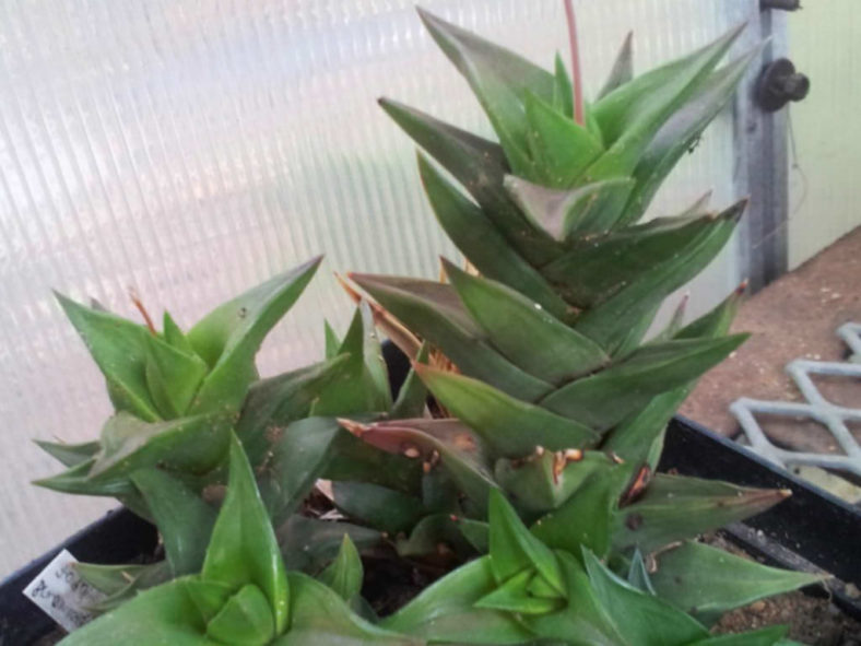 Haworthiopsis pungens aka Haworthia pungens