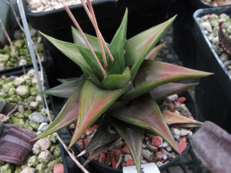 Haworthiopsis pungens aka Haworthia pungens