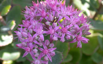 Hylotelephium 'Carl' (Carl's Stonecrop) Hylotelephium 'Carl' (Carl's Stonecrop) aka Sedum 'Carl'