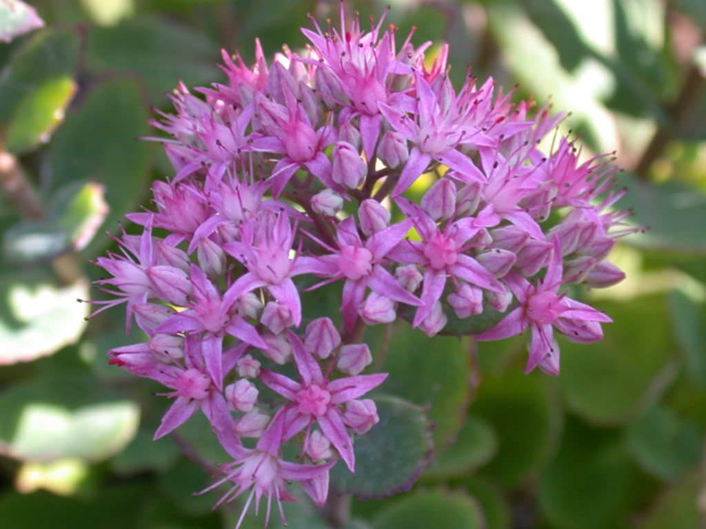 Hylotelephium 'Carl' (Carl's Stonecrop) aka Sedum 'Carl'