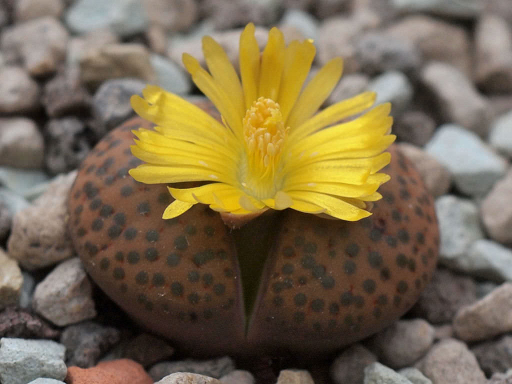 Lithops fulviceps