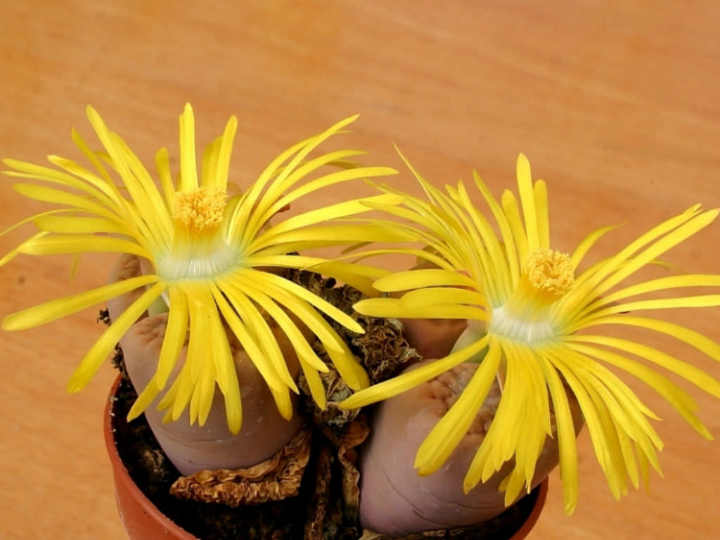 Lithops hookeri (Living Stones)