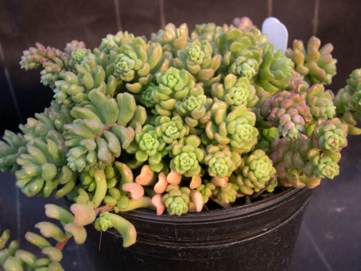 Sedum versadense - World of Succulents