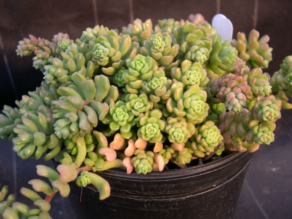 Sedum versadense