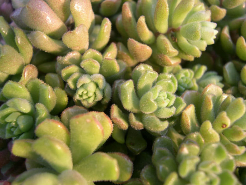 Sedum versadense