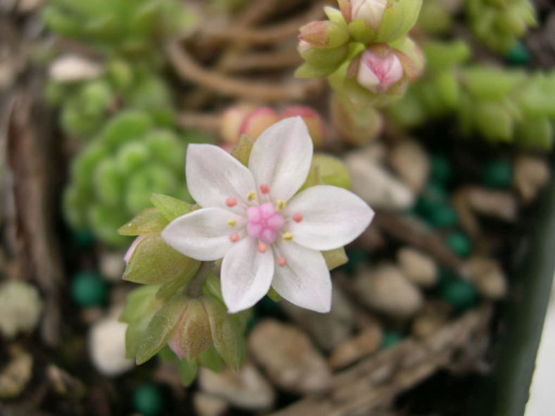 Sedum versadense