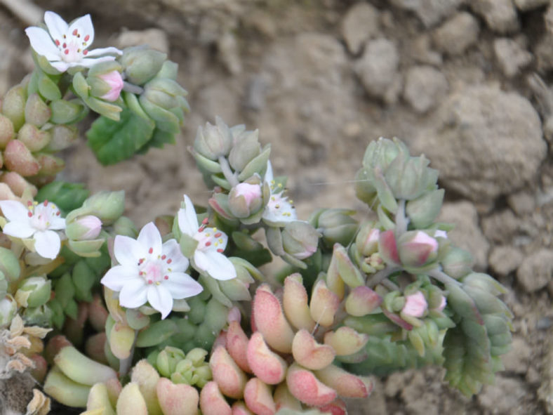 Sedum versadense