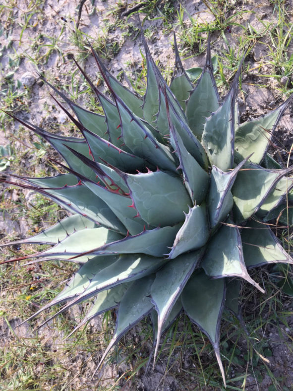 Agave applanata (Gray Agave)