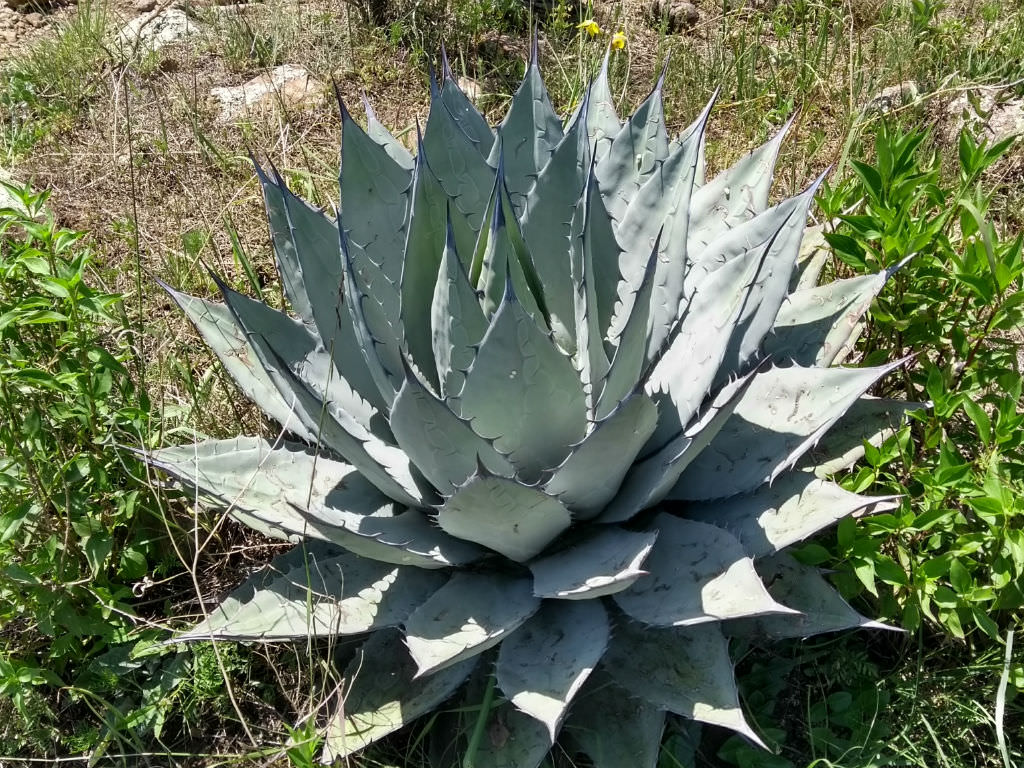 Agave applanata (Gray Agave)