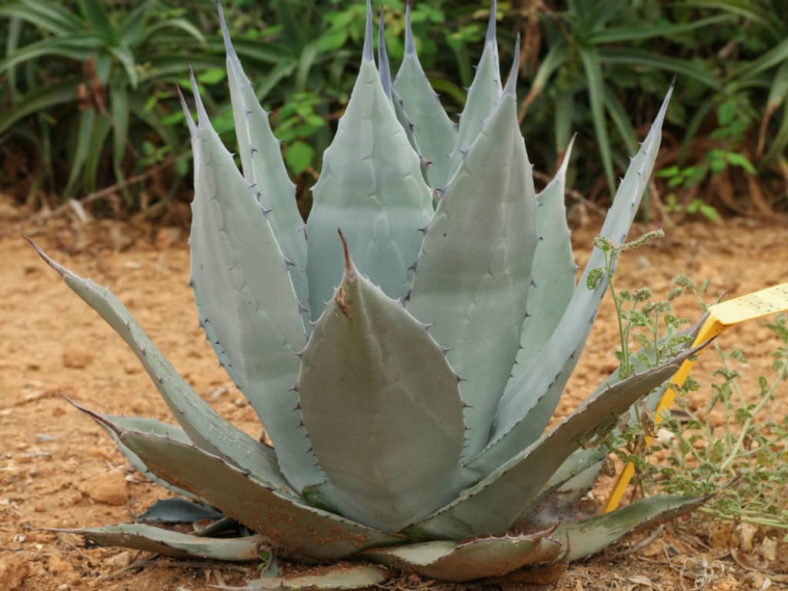 Agave applanata (Gray Agave)