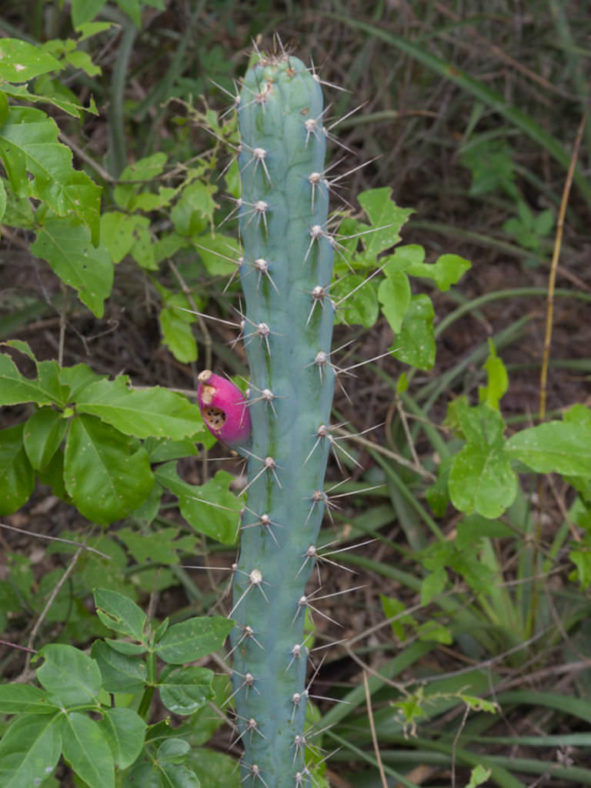 Cereus phatnospermus