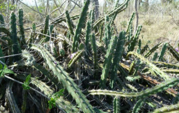 Cereus phatnospermus Cereus phatnospermus