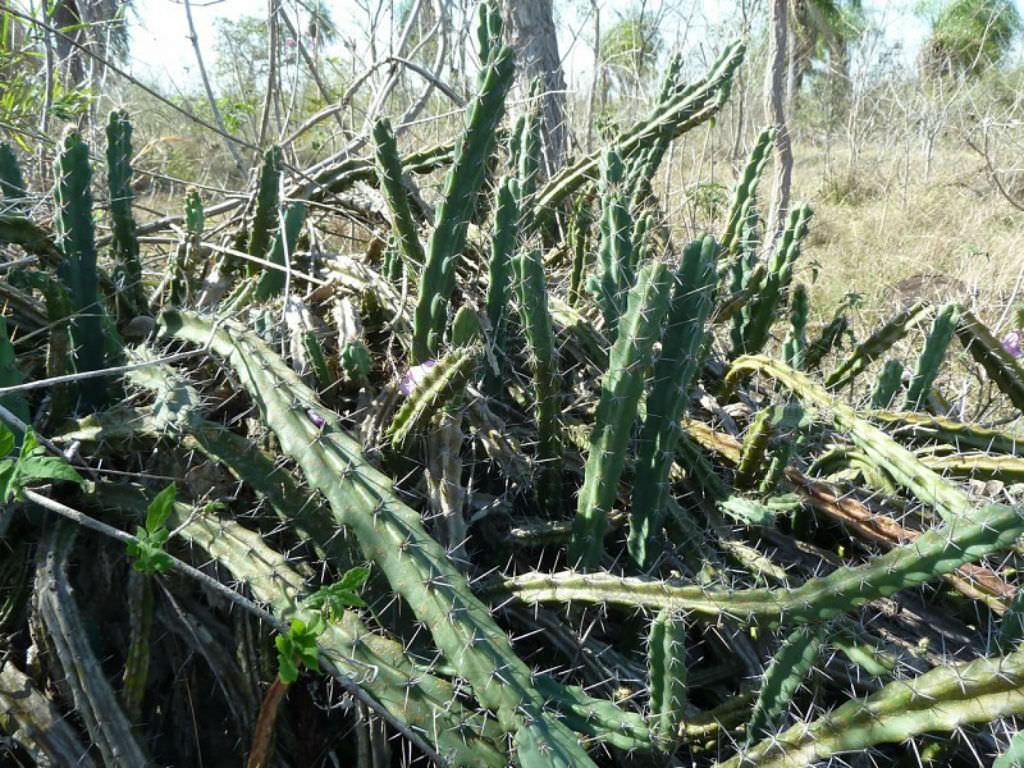 Cereus phatnospermus