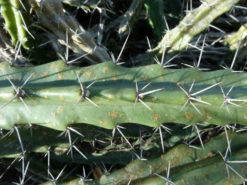 Cereus phatnospermus