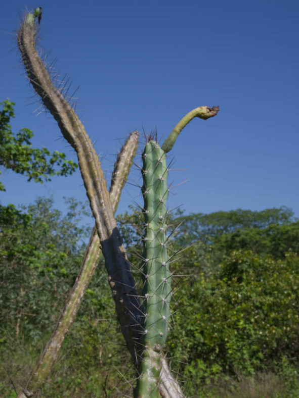 Cereus phatnospermus