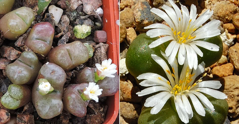 ☆。Conophytum ´黄花wilhelmii´・:*☆。-