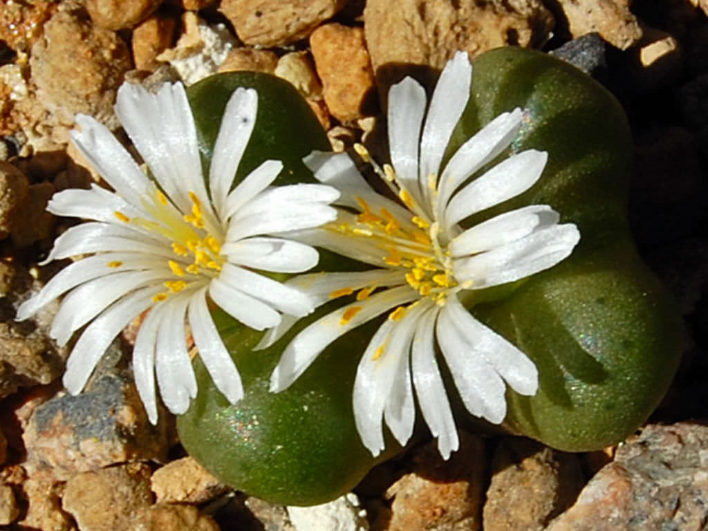 ☆。Conophytum ´黄花wilhelmii´・:*☆。-