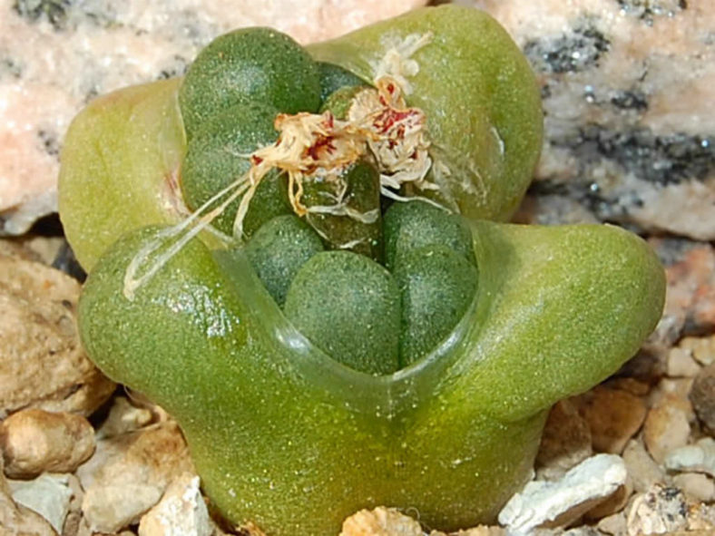 Conophytum roodiae