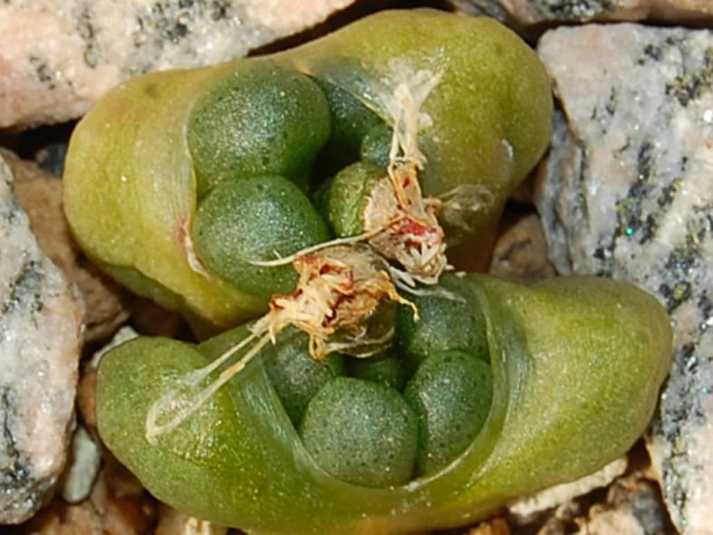 Conophytum roodiae