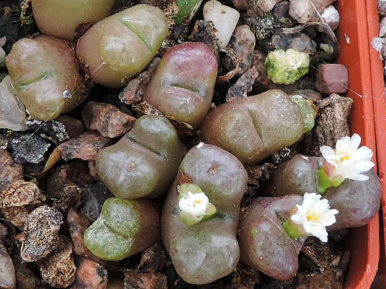 Conophytum roodiae