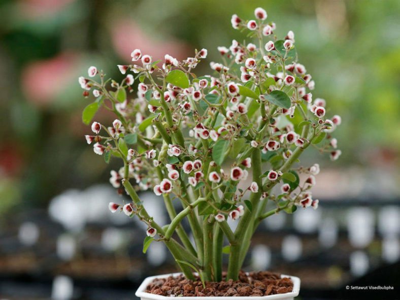 Euphorbia guiengola (String of Stars)