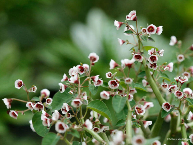 Euphorbia guiengola (String of Stars)