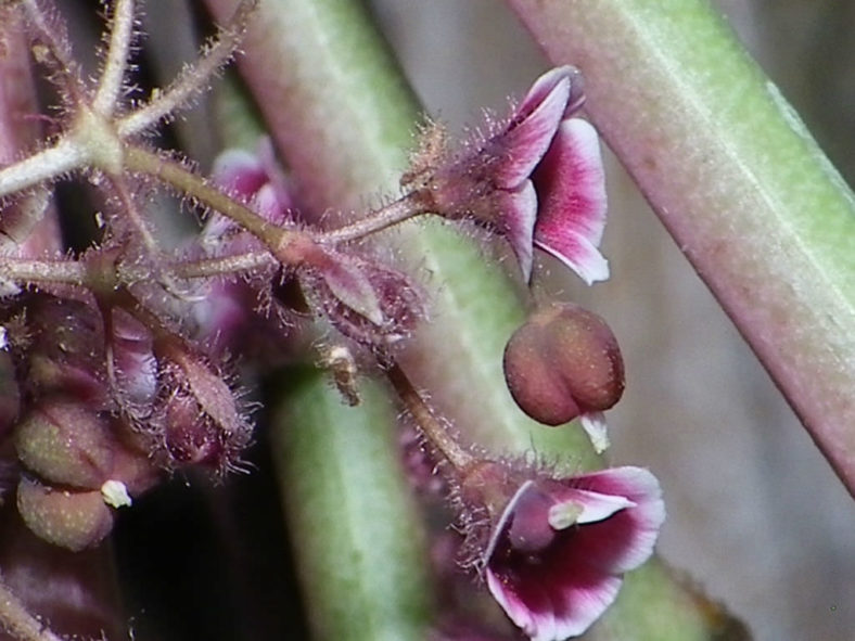 Euphorbia guiengola (String of Stars)