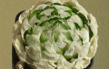 Haworthia lockwoodii (Onion-like Haworthia) Haworthia lockwoodii (Onion-like Haworthia)