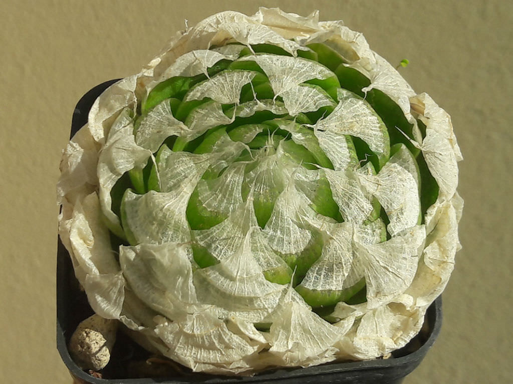 Haworthia lockwoodii (Onion-like Haworthia)