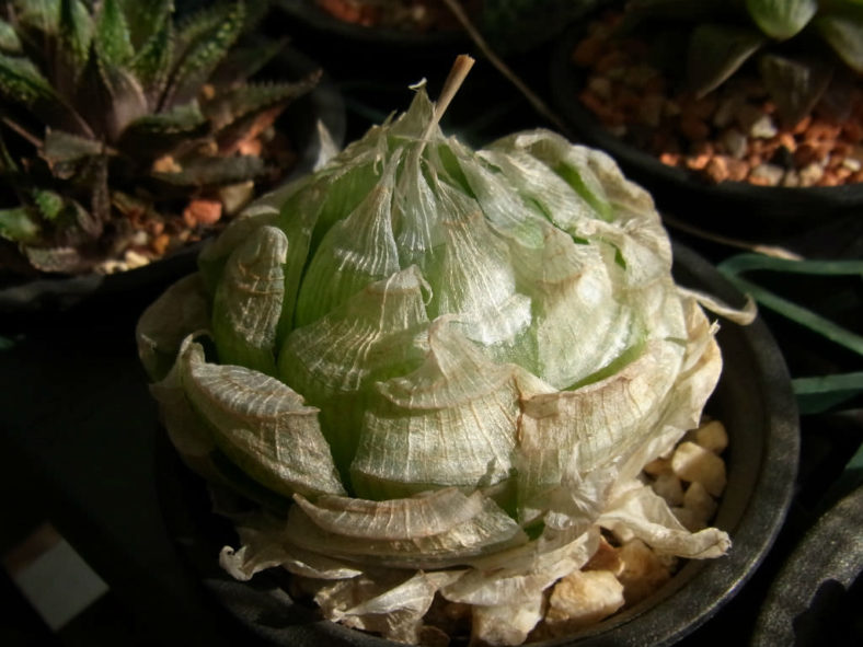 Haworthia lockwoodii (Onion-like Haworthia)