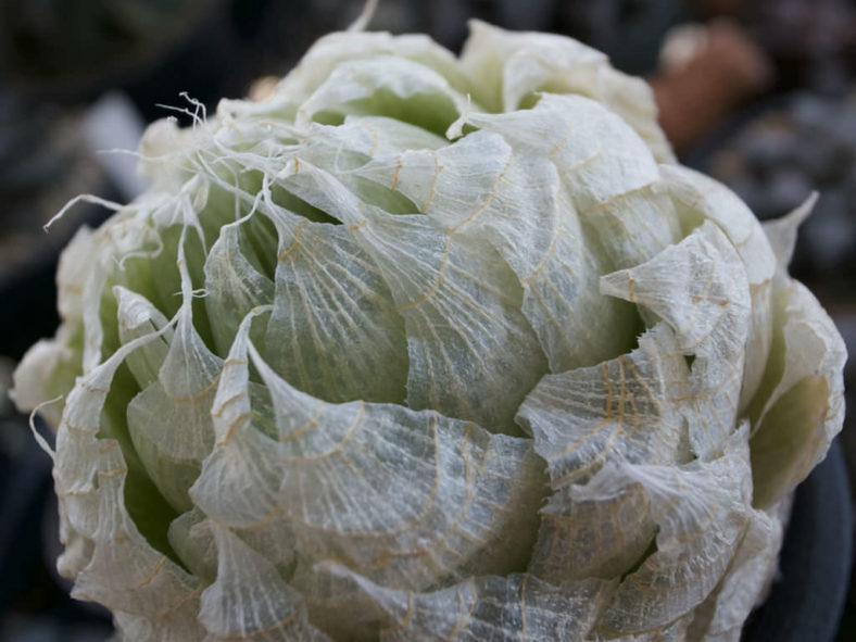 Haworthia lockwoodii (Onion-like Haworthia)