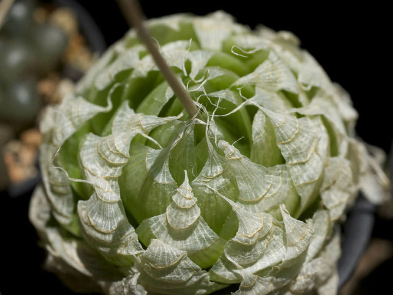 Haworthia lockwoodii (Onion-like Haworthia)