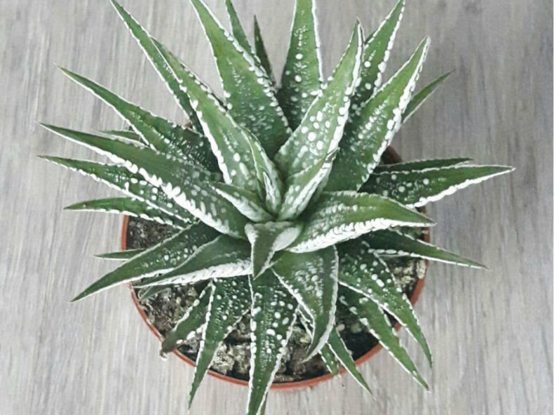 Haworthiopsis attenuata 'Super Zebra', aka Haworthia attenuata 'Super Zebra', Haworthiopsis fasciata 'Alba' or Haworthia fasciata 'Alba'