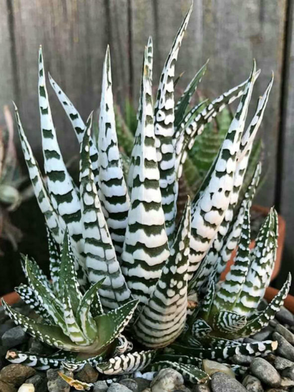 Haworthiopsis attenuata 'Super Zebra', aka Haworthia attenuata 'Super Zebra', Haworthiopsis fasciata 'Alba' or Haworthia fasciata 'Alba'