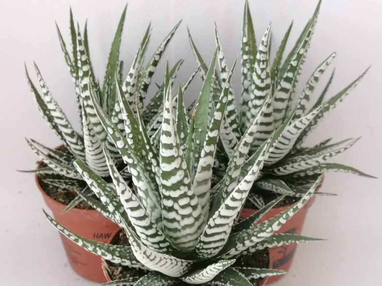 Haworthiopsis attenuata 'Super Zebra', aka Haworthia attenuata 'Super Zebra', Haworthiopsis fasciata 'Alba' or Haworthia fasciata 'Alba'