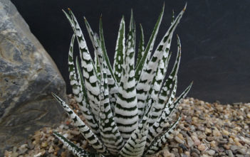 Haworthiopsis attenuata 'Super Zebra' Haworthiopsis attenuata 'Super Zebra', aka Haworthia attenuata 'Super Zebra', Haworthiopsis fasciata 'Alba' or Haworthia fasciata 'Alba'