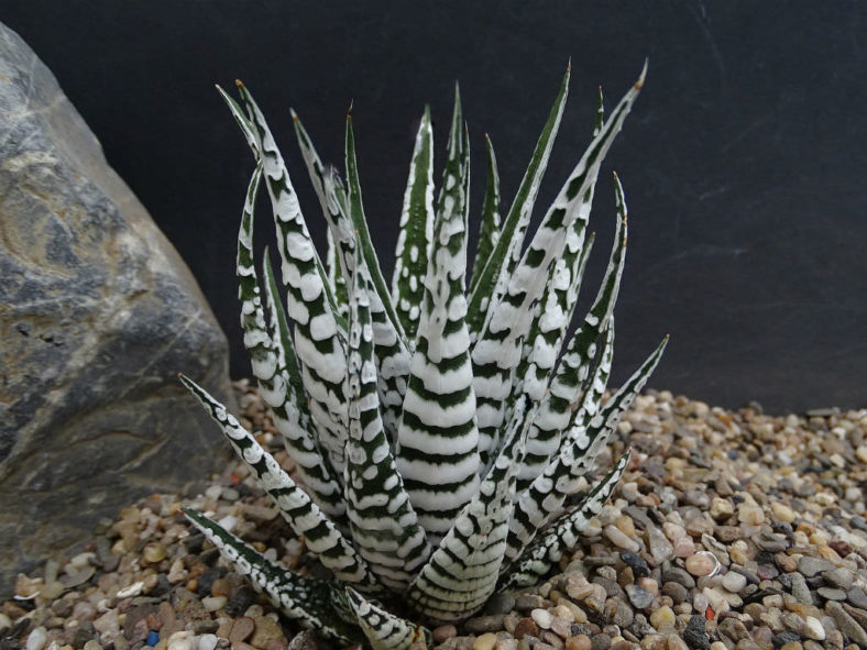 Haworthiopsis attenuata 'Super Zebra', aka Haworthia attenuata 'Super Zebra', Haworthiopsis fasciata 'Alba' or Haworthia fasciata 'Alba'