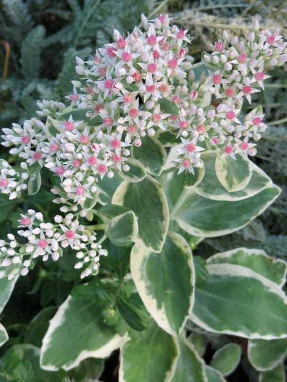 Hylotelephium erythrostictum 'Frosty Morn' (Frosty Morn Stonecrop) aka Sedum erythrostictum 'Frosty Morn'