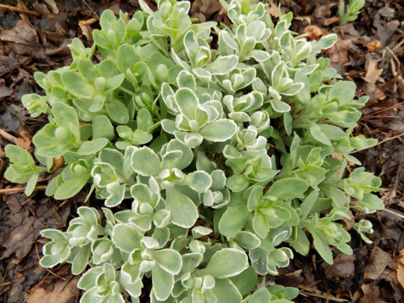 Hylotelephium erythrostictum 'Frosty Morn' (Frosty Morn Stonecrop) aka Sedum erythrostictum 'Frosty Morn'