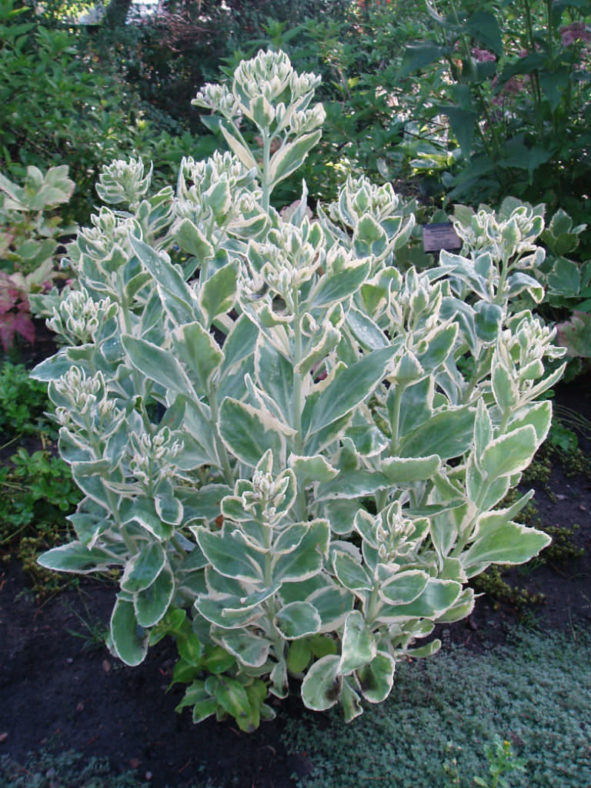 Hylotelephium erythrostictum 'Frosty Morn' (Frosty Morn Stonecrop) aka Sedum erythrostictum 'Frosty Morn'