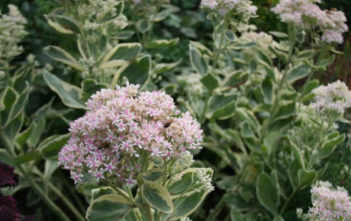 Hylotelephium erythrostictum 'Frosty Morn' (Frosty Morn Stonecrop) Hylotelephium erythrostictum 'Frosty Morn' (Frosty Morn Stonecrop) aka Sedum erythrostictum 'Frosty Morn'