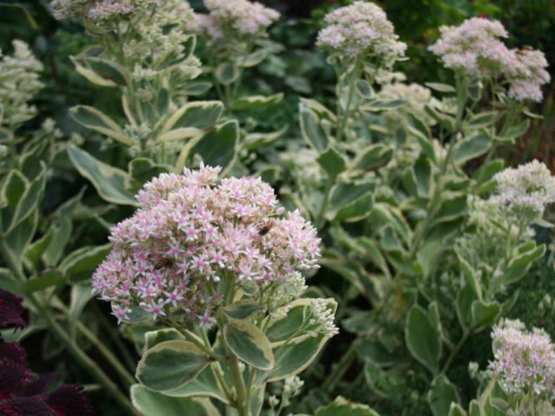 Hylotelephium erythrostictum 'Frosty Morn' (Frosty Morn Stonecrop) aka Sedum erythrostictum 'Frosty Morn'